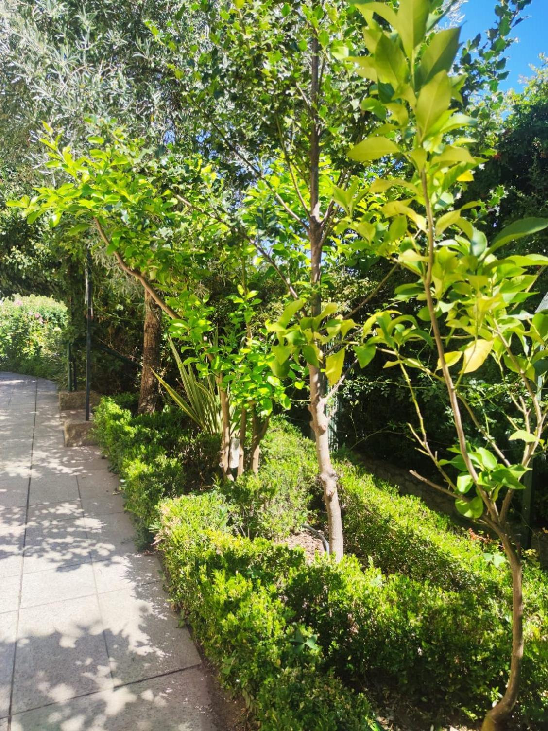 Real Santo Antonio Guest House Tarouca Εξωτερικό φωτογραφία